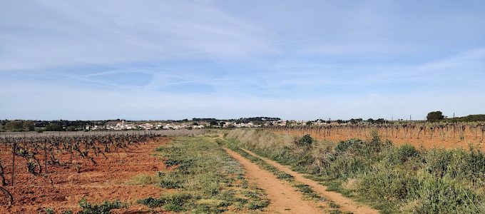 Picpoul de Pinet